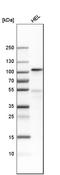 Transferrin Receptor antibody, HPA028598, Atlas Antibodies, Western Blot image 