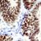 ETS Proto-Oncogene 1, Transcription Factor antibody, MAB7284, R&D Systems, Immunohistochemistry paraffin image 
