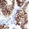 ETS Proto-Oncogene 1, Transcription Factor antibody, MAB7284, R&D Systems, Immunohistochemistry paraffin image 