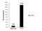 Tet Methylcytosine Dioxygenase 2 antibody, GTX124204, GeneTex, Chromatin Immunoprecipitation image 