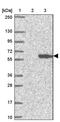 Ectodysplasin A Receptor antibody, PA5-59938, Invitrogen Antibodies, Western Blot image 