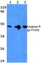 Caspase 9 antibody, PA5-36710, Invitrogen Antibodies, Western Blot image 