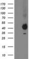 Paraoxonase 1 antibody, MA5-25474, Invitrogen Antibodies, Western Blot image 