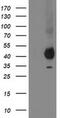 Paraoxonase 1 antibody, MA5-25474, Invitrogen Antibodies, Western Blot image 