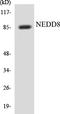 NEDD8 Ubiquitin Like Modifier antibody, EKC1396, Boster Biological Technology, Western Blot image 