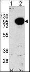 Glycogen Phosphorylase, Muscle Associated antibody, orb95495, Biorbyt, Western Blot image 