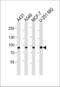 Calpain 1 antibody, LS-B13966, Lifespan Biosciences, Western Blot image 