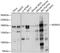 WD Repeat Domain 33 antibody, 23-877, ProSci, Western Blot image 