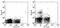 CD11C antibody, 56-0114-80, Invitrogen Antibodies, Flow Cytometry image 