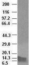 Bone Morphogenetic Protein 4 antibody, NBP1-47666, Novus Biologicals, Western Blot image 