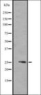 Fibroblast Growth Factor 17 antibody, orb335305, Biorbyt, Western Blot image 