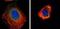 Cell Division Cycle 25C antibody, PA5-27790, Invitrogen Antibodies, Immunofluorescence image 