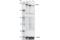 DOT1 Like Histone Lysine Methyltransferase antibody, 90878S, Cell Signaling Technology, Western Blot image 