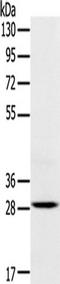 Triggering Receptor Expressed On Myeloid Cells 2 antibody, TA351853, Origene, Western Blot image 