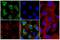 Ribosomal Protein S6 Kinase B2 antibody, 710285, Invitrogen Antibodies, Immunofluorescence image 