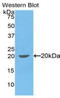 Interleukin 1 Beta antibody, LS-C294782, Lifespan Biosciences, Western Blot image 