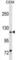 Myocardin Related Transcription Factor A antibody, abx030595, Abbexa, Western Blot image 