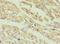 ATP synthase subunit O, mitochondrial antibody, LS-C375284, Lifespan Biosciences, Immunohistochemistry frozen image 