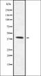 G Protein-Coupled Receptor 139 antibody, orb378291, Biorbyt, Western Blot image 
