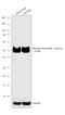 Arrestin Beta 1 antibody, 44-200, Invitrogen Antibodies, Western Blot image 