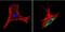 Heat Shock Protein Family D (Hsp60) Member 1 antibody, GTX25479, GeneTex, Immunocytochemistry image 