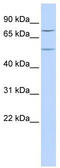 Zinc finger protein 582 antibody, TA341455, Origene, Western Blot image 