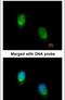 Wnt Family Member 11 antibody, PA5-21712, Invitrogen Antibodies, Immunofluorescence image 