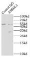Asparaginase Like 1 antibody, FNab00648, FineTest, Immunoprecipitation image 