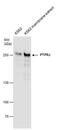 Receptor-type tyrosine-protein phosphatase eta antibody, PA5-78139, Invitrogen Antibodies, Western Blot image 