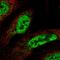 CWC15 Spliceosome Associated Protein Homolog antibody, HPA039878, Atlas Antibodies, Immunofluorescence image 