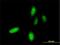 Homeobox C10 antibody, H00003226-M01, Novus Biologicals, Immunofluorescence image 