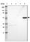 Zinc Finger Protein 701 antibody, HPA005532, Atlas Antibodies, Western Blot image 