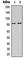 Death Domain Associated Protein antibody, abx121886, Abbexa, Western Blot image 