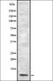 Formimidoyltransferase Cyclodeaminase antibody, orb334967, Biorbyt, Western Blot image 