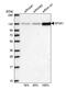 Splicing factor 3A subunit 1 antibody, PA5-56334, Invitrogen Antibodies, Western Blot image 