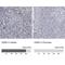 Granzyme H antibody, NBP1-86565, Novus Biologicals, Immunohistochemistry paraffin image 