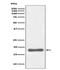 BCL2 Binding Component 3 antibody, M04899, Boster Biological Technology, Western Blot image 