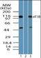 Eukaryotic Translation Initiation Factor 3 Subunit B antibody, orb96255, Biorbyt, Western Blot image 