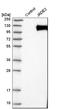 Kiaa0239 antibody, HPA025959, Atlas Antibodies, Western Blot image 