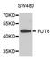 Fuc-TVII antibody, A3868, ABclonal Technology, Western Blot image 