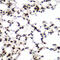Receptor For Activated C Kinase 1 antibody, 14-968, ProSci, Immunofluorescence image 