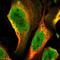 General Transcription Factor IIA Subunit 1 antibody, NBP1-86953, Novus Biologicals, Immunofluorescence image 