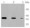 Eukaryotic Translation Initiation Factor 2A antibody, A02418S51, Boster Biological Technology, Western Blot image 
