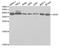 Heparin Binding Growth Factor antibody, A5347, ABclonal Technology, Western Blot image 