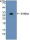 Mitogen-Activated Protein Kinase Kinase 3 antibody, LS-C295391, Lifespan Biosciences, Western Blot image 