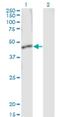 Serpin Family B Member 1 antibody, H00001992-M01, Novus Biologicals, Western Blot image 