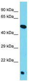 Torsin-4A antibody, TA331887, Origene, Western Blot image 