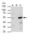 Transcription Factor AP-2 Alpha antibody, PA5-29769, Invitrogen Antibodies, Immunoprecipitation image 