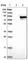 Signal Transducer And Activator Of Transcription 4 antibody, HPA001860, Atlas Antibodies, Western Blot image 