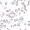 CD276 Molecule antibody, A700-026, Bethyl Labs, Immunocytochemistry image 